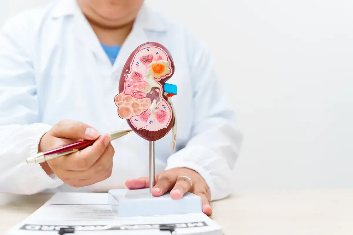 Doctor pointing at kidney model