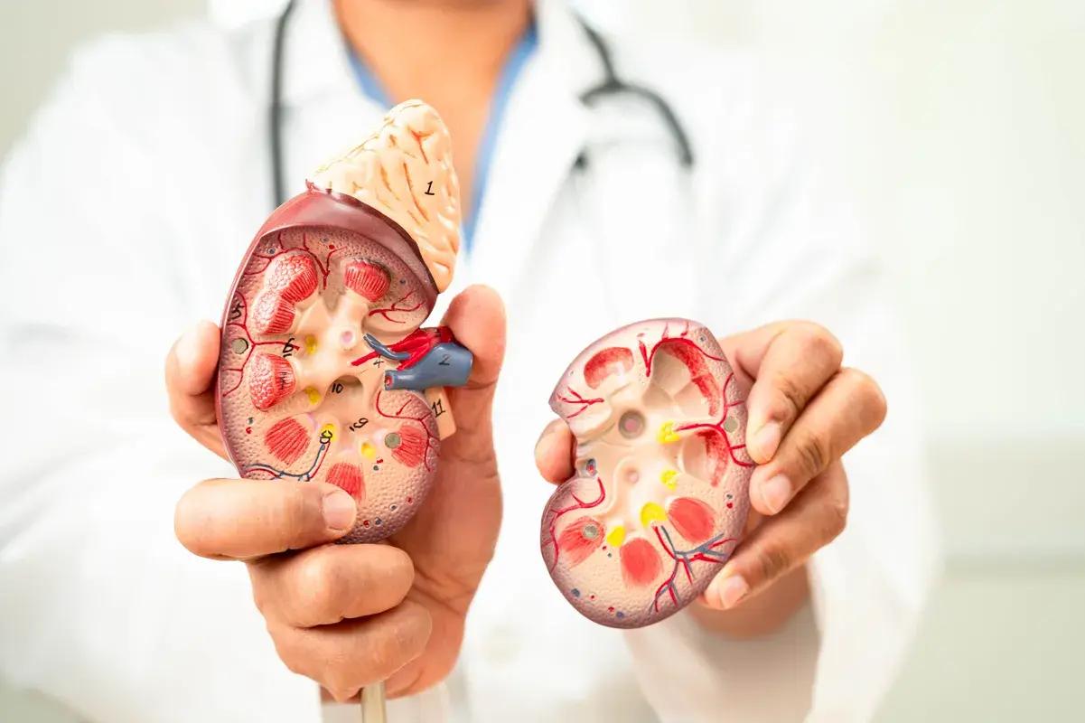 Man holding left and right kidney models