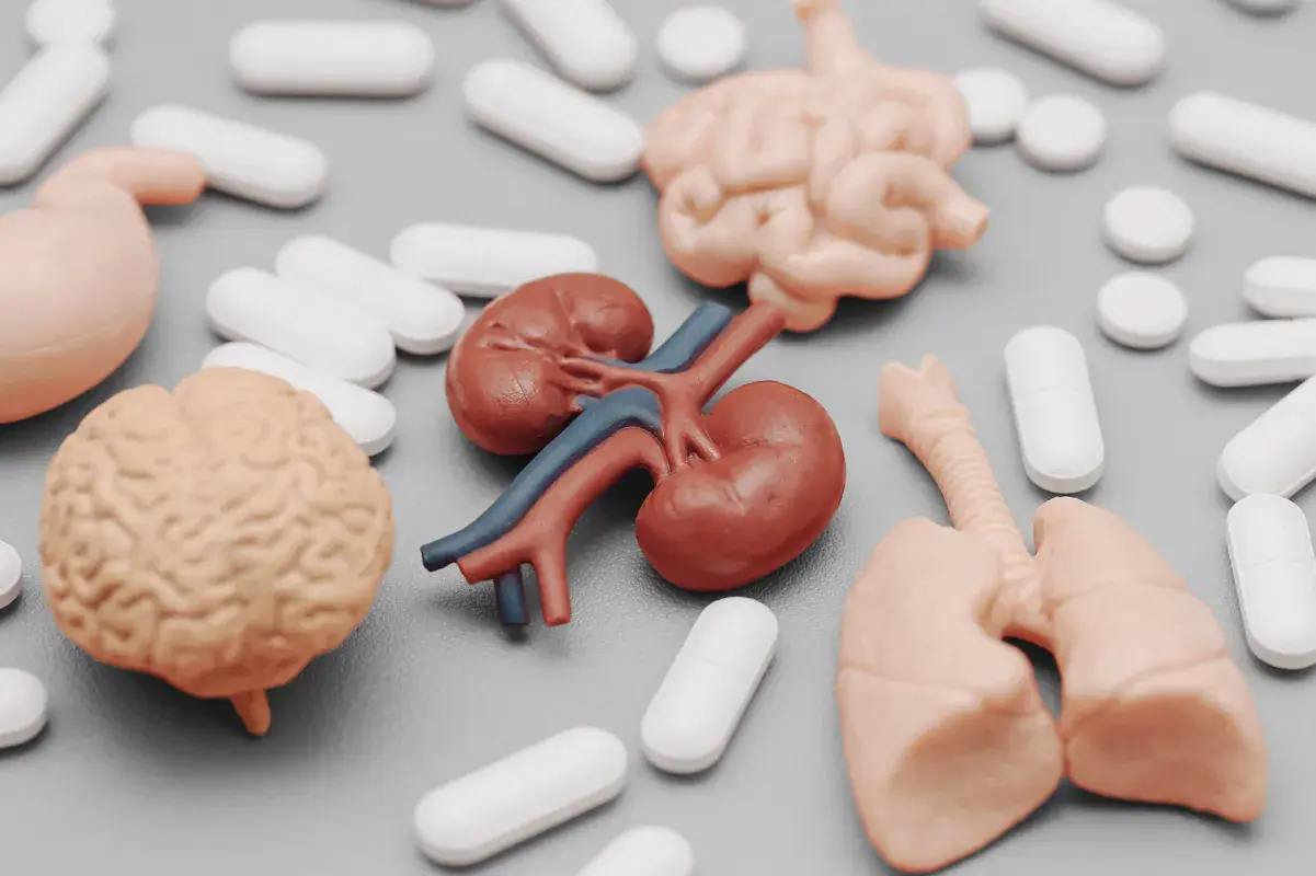 An anatomical diagram of the kidneys