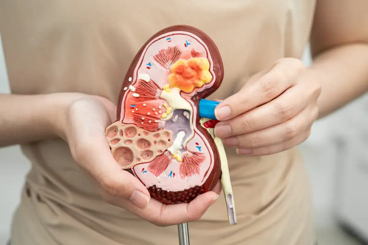 Woman holding cross-section of kidney