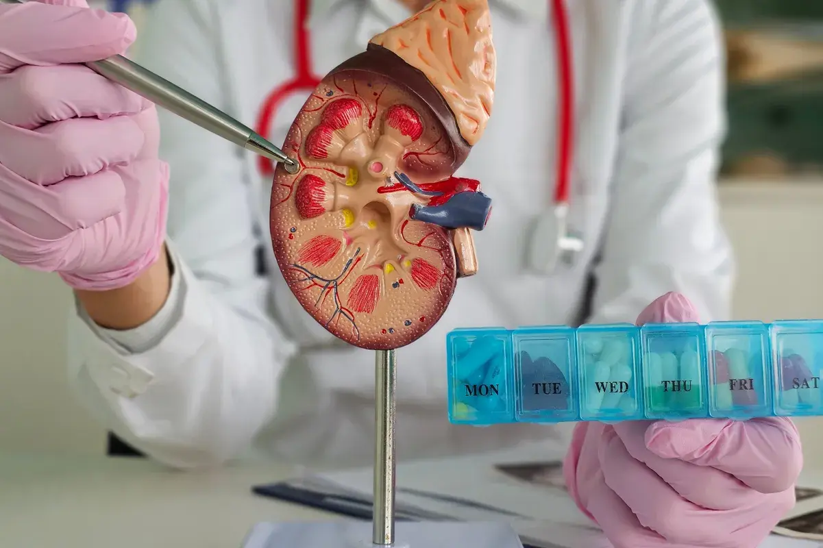 Doctor holding pill box and pointing at a kidney model