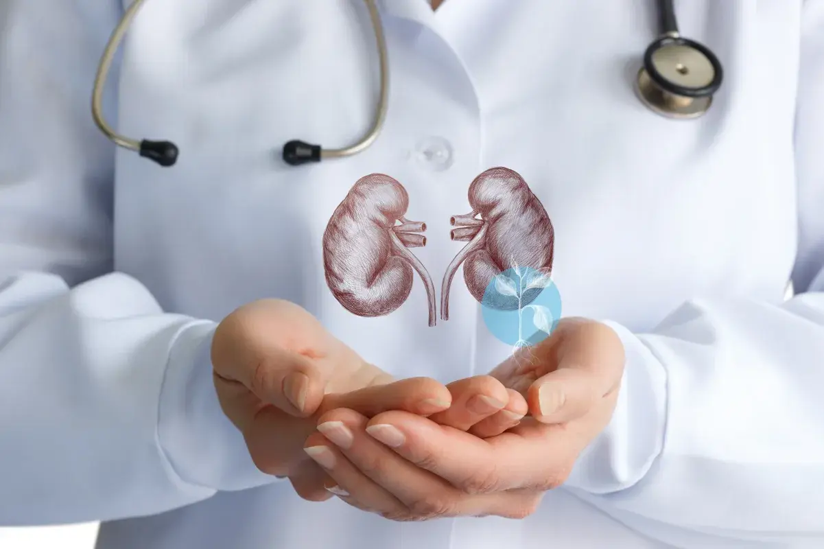 Doctor cupping images of a plant and kidneys