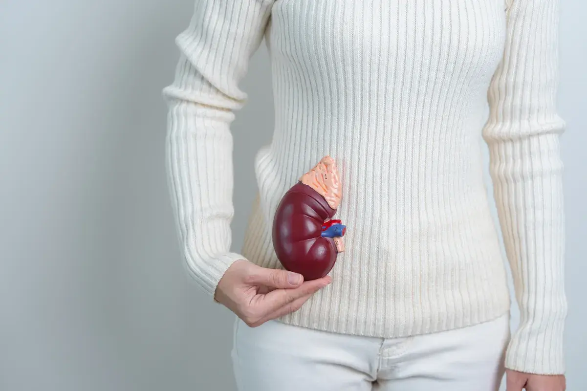 Woman holding a kidney model at her midsection