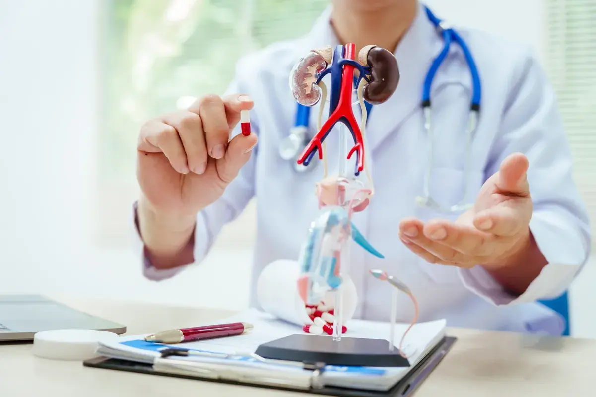 Doctor explaining while holding a capsule next to a kidney model