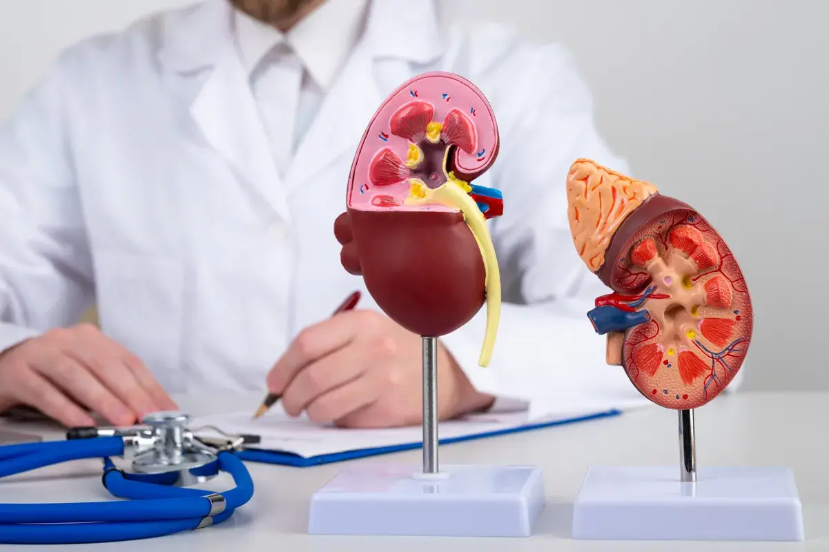 Doctor writing next to model of a human kidney