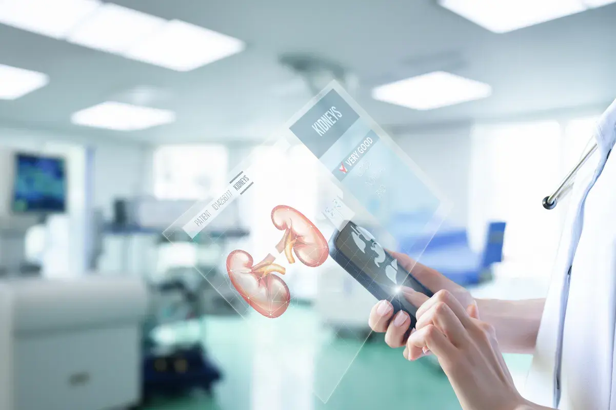 Medical professional analyzing interactive kidney graphics on a screen.
