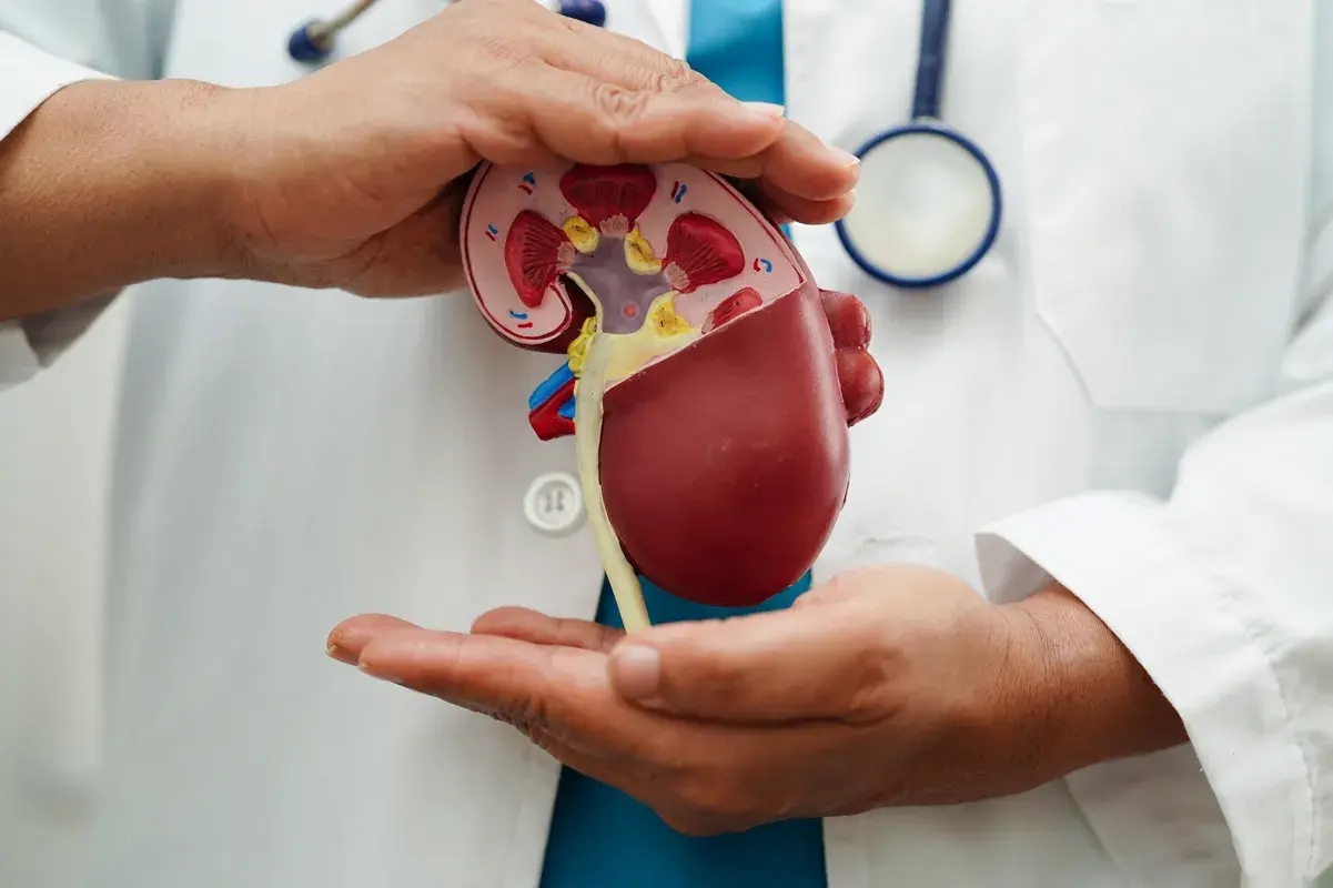 Doctor cupping an anatomical kidney model