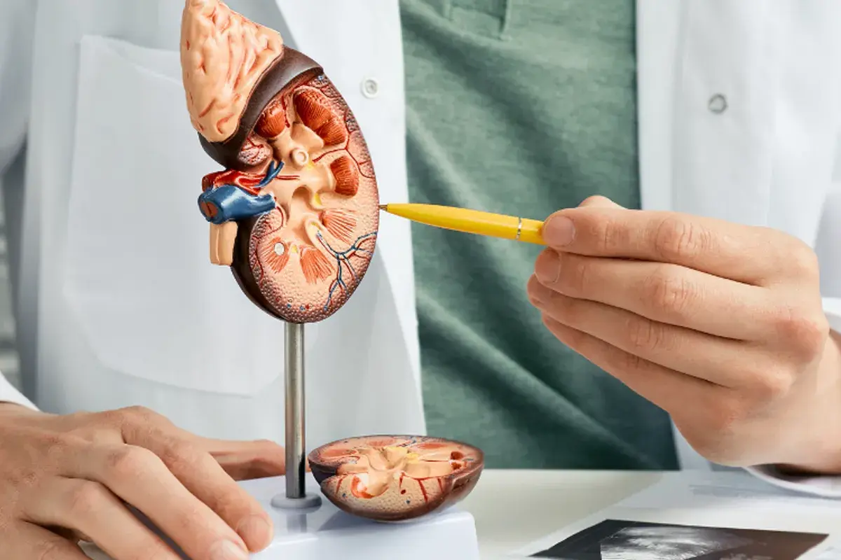 Things to Know About Proteinuria