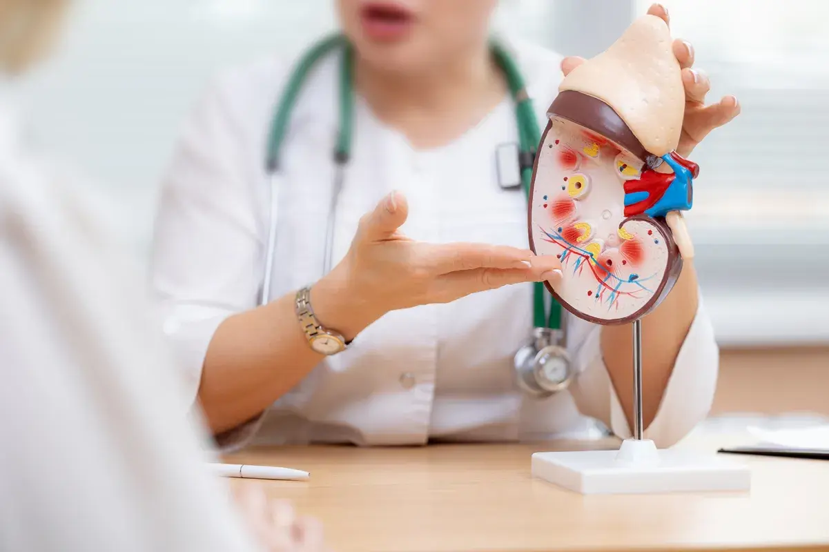 Doctor using an anatomical kidney model during consultation