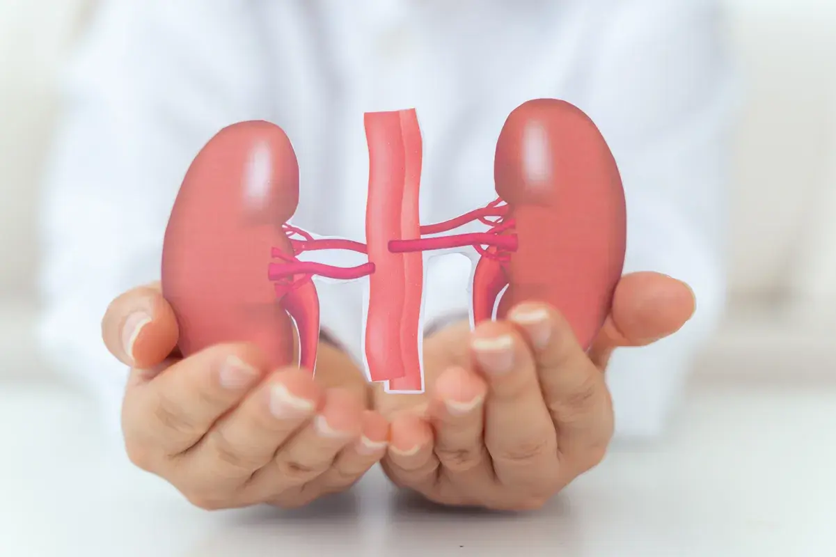 Close-up of hands gently cradling a human kidney graphic.