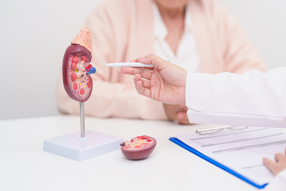 A doctor pointing to an anatomical diagram of a kidney