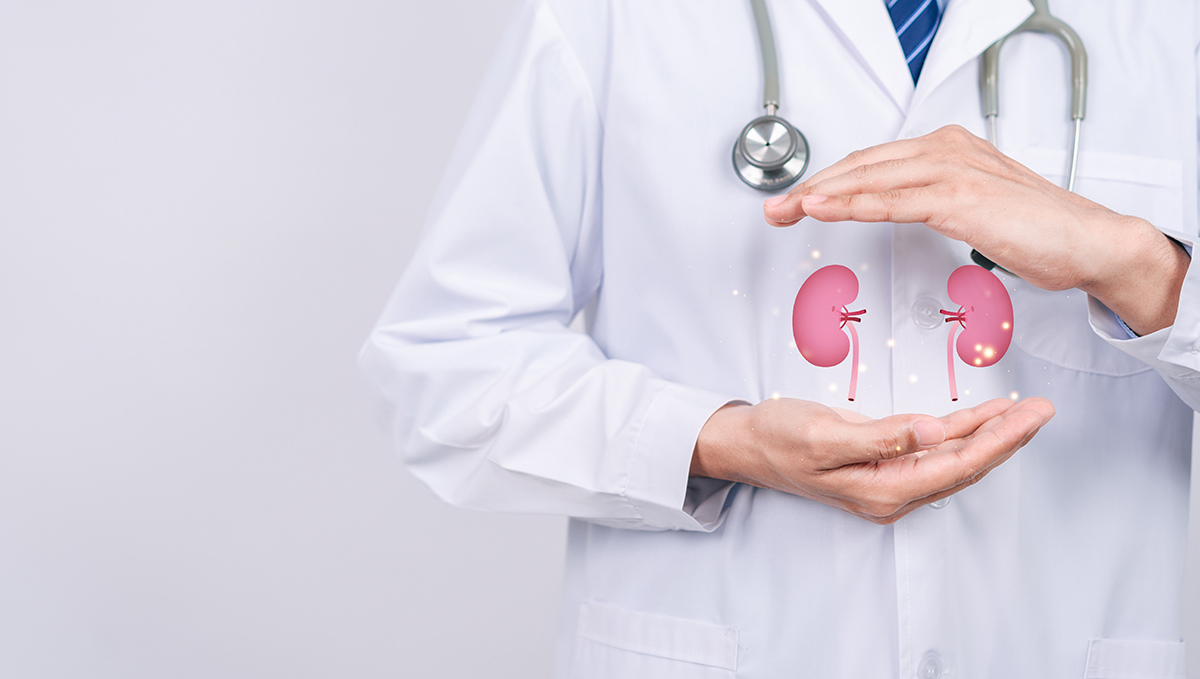 A doctor holding a model of a kidney