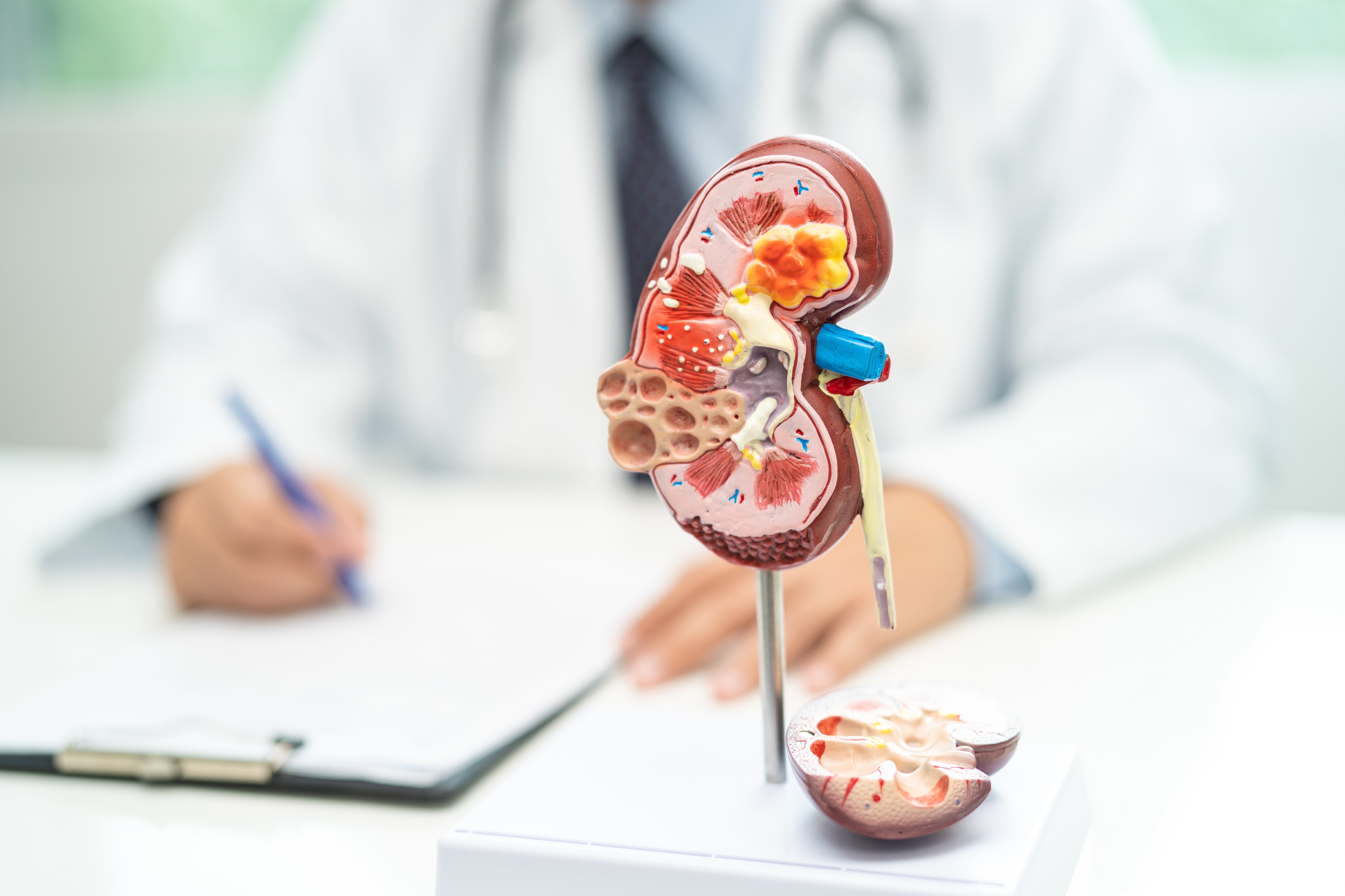 A kidney specialist diagnosing a patient