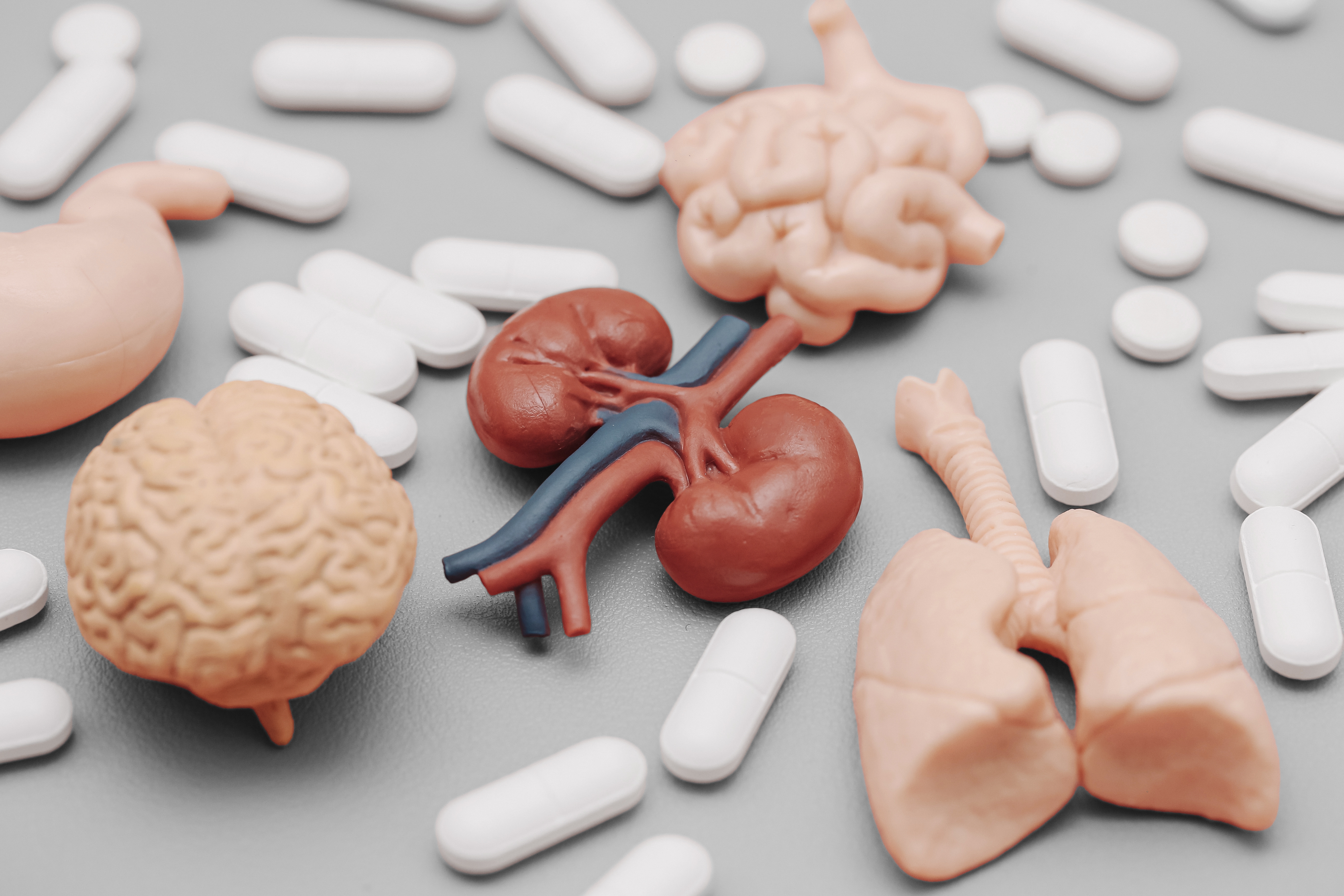 An anatomical diagram of the kidneys